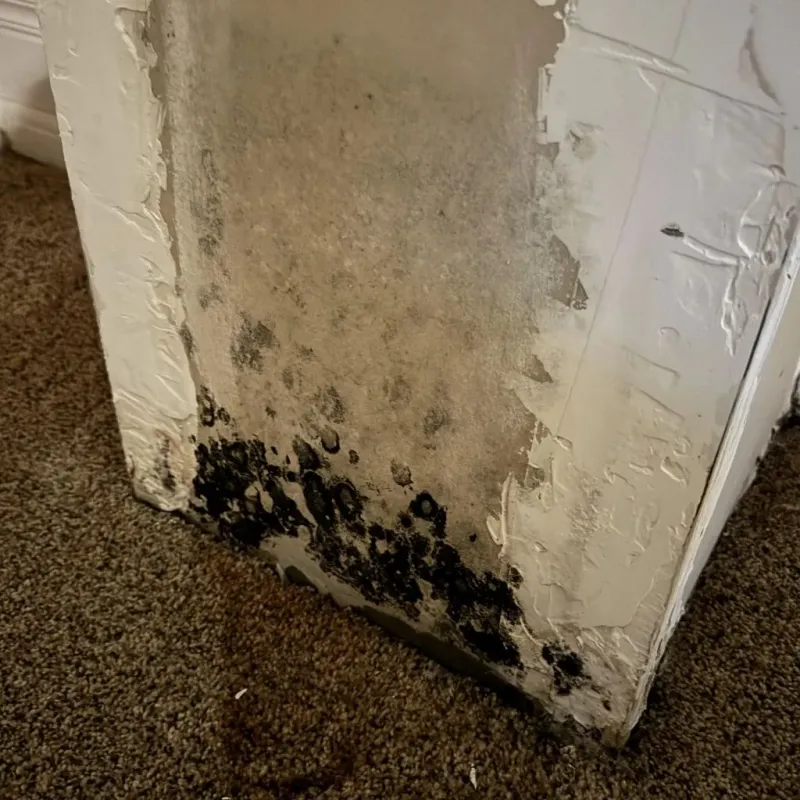 Professional Mold Removal in Butte, NE